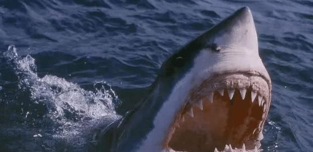 人类端上|“海中霸王”入侵中国,刚来就成了盘中餐,简直丢尽入侵物种的脸