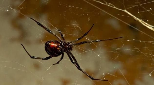  黑寡妇|地球上最危险的4种蜘蛛,黑寡妇仅排第三,第一几分钟致人死亡