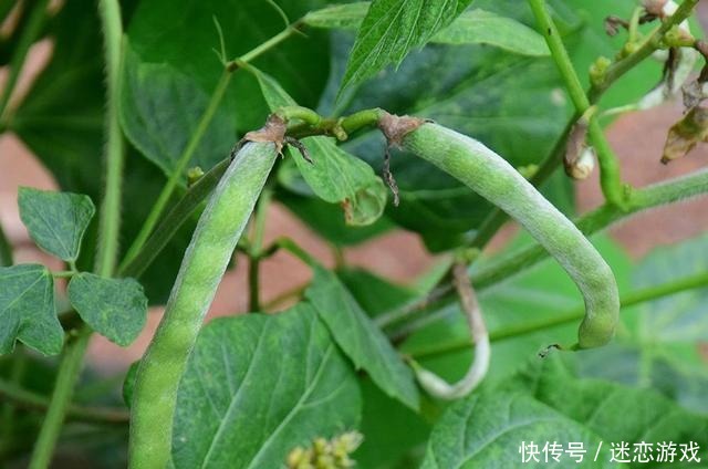 水果|别名和红薯一样,种子有剧毒却被大量种植,南方人常当水果吃