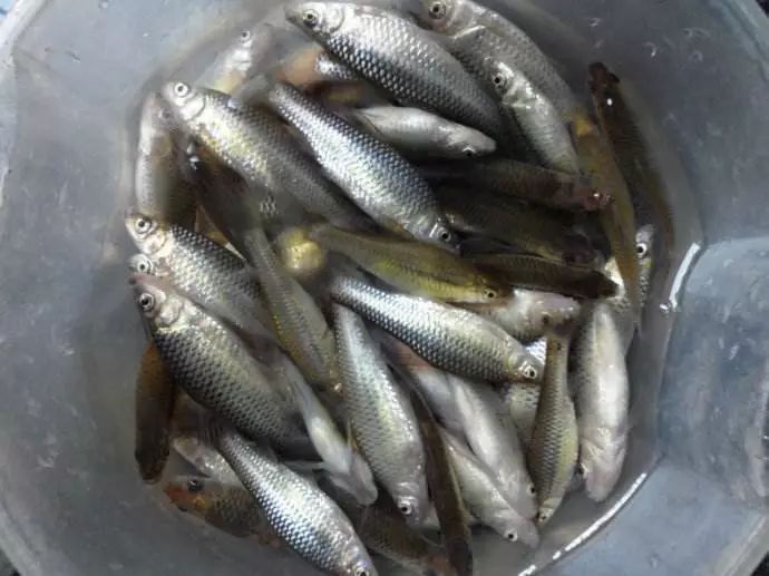 我国|很多国家用它来灭蚊虫，我国却把它当美食，现已成功入侵世界各地