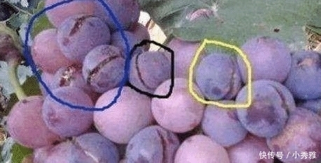 葡萄|葡萄打过“激素”,有这“3处”会不一样,了解之后,别再买错了