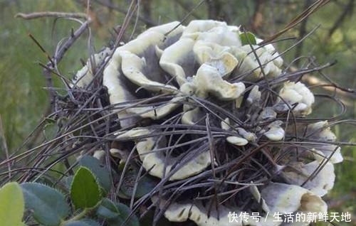 鸡枞菌|适合油炸保存的野生菌