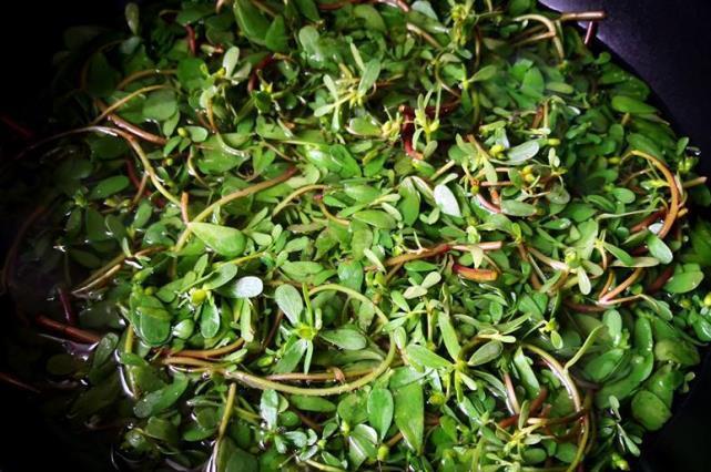 七月|七月,这菜一次囤20斤,放冰箱冻起来,特省时间,家人吃脾胃好