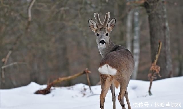 进来|关于鹿的饲养管理与技术，你了解多少，不妨进来看看