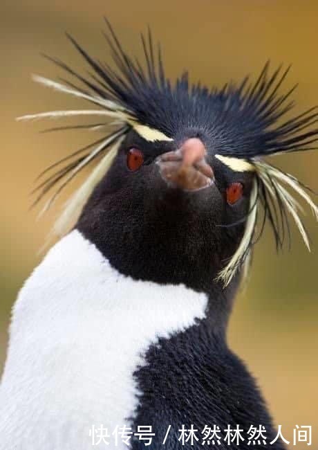 香奈儿|今年夏天被Jennie带火的平价饰物,最低65块钱即能变人间香奈儿