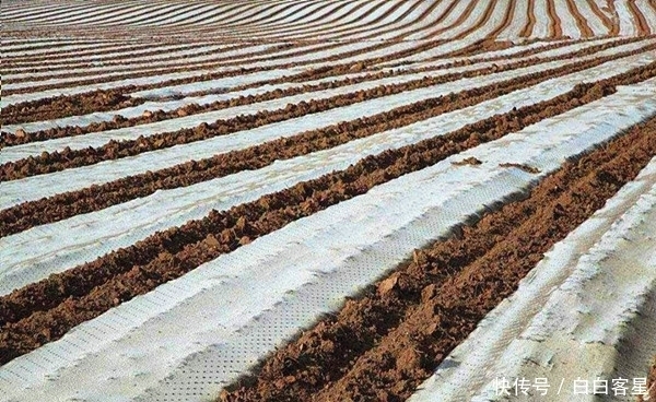 新规|国家出台废弃地膜回收新规,杜绝乡村白色垃圾,自觉从我做起