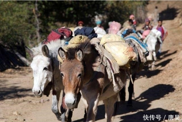  牛车|世界上唯一没有红绿灯的国家，女人开放到你难以想象，出行靠牛车