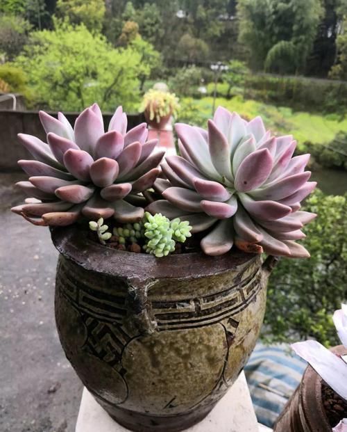 个个|他用菜坛子养多肉,1分不花又好看,个个壮得像白菜