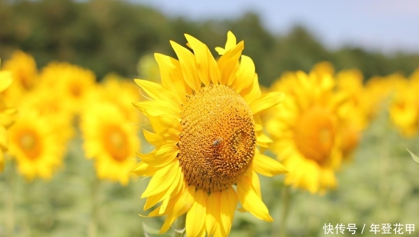 生肖|9月开始天降大财,工作畅通无阻,福源深厚的四大生肖