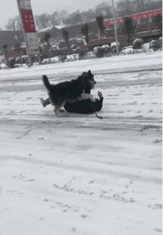 GIF|搞笑GIF：姑娘，你以为真是对你好啊！只是坑你而已！