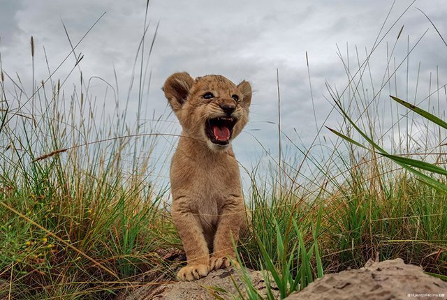 华为|手机行业中的标杆级水准,堪称“5G机皇”华为P40Pro到底有多牛