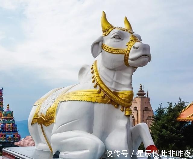 到底|印度,到底让不让吃牛肉?|地球知识局