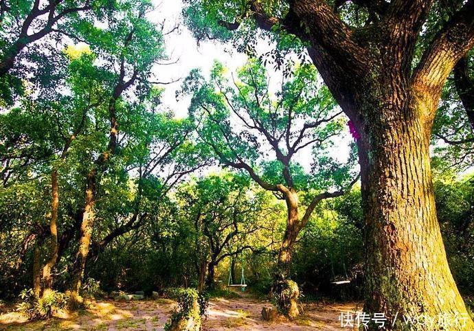 森林|高温席卷的初夏,不如去这些堪比童话仙境的小众森林里乘个凉!