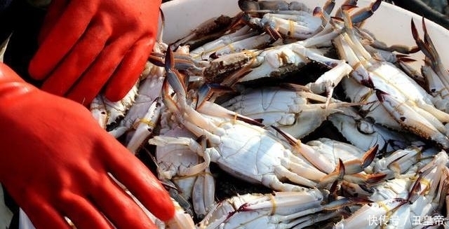 梭子蟹|8月份,梭子蟹要吃公的,教你5个挑选技巧,螃蟹肥美,蟹膏满满