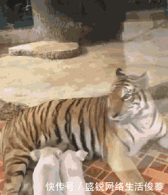 日子|搞笑GIF:这些日子受尽了多少委屈,在老丈人面前哭成这样啊。