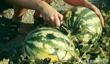 西瓜|爱吃瓜的你知道瓜是从哪里来的吗！