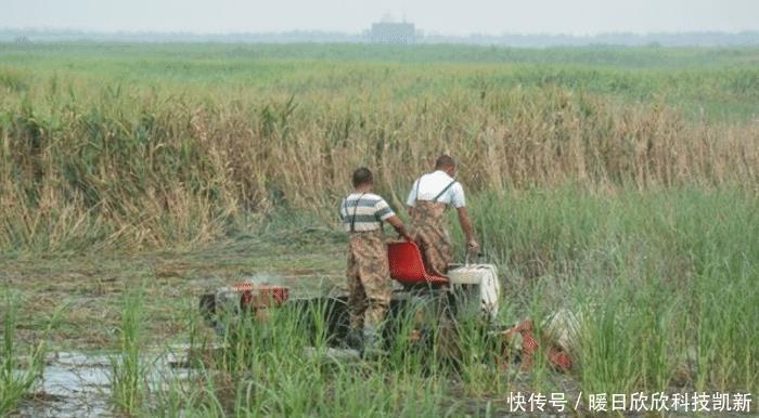 泛滥|这次中国吃货也认输，我国沿海地区泛滥，为根除挖掘机都用上