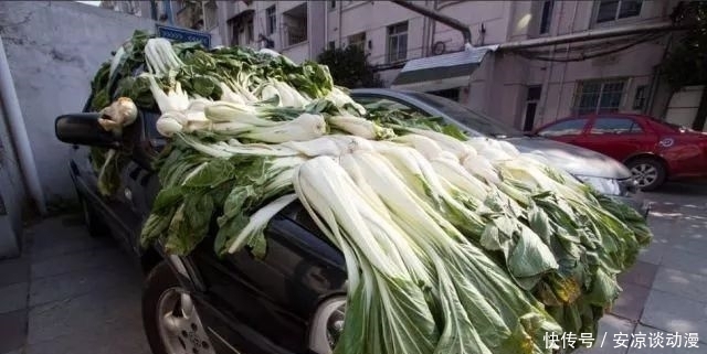 酸菜|东北对腌酸菜的执着,绝对是真爱