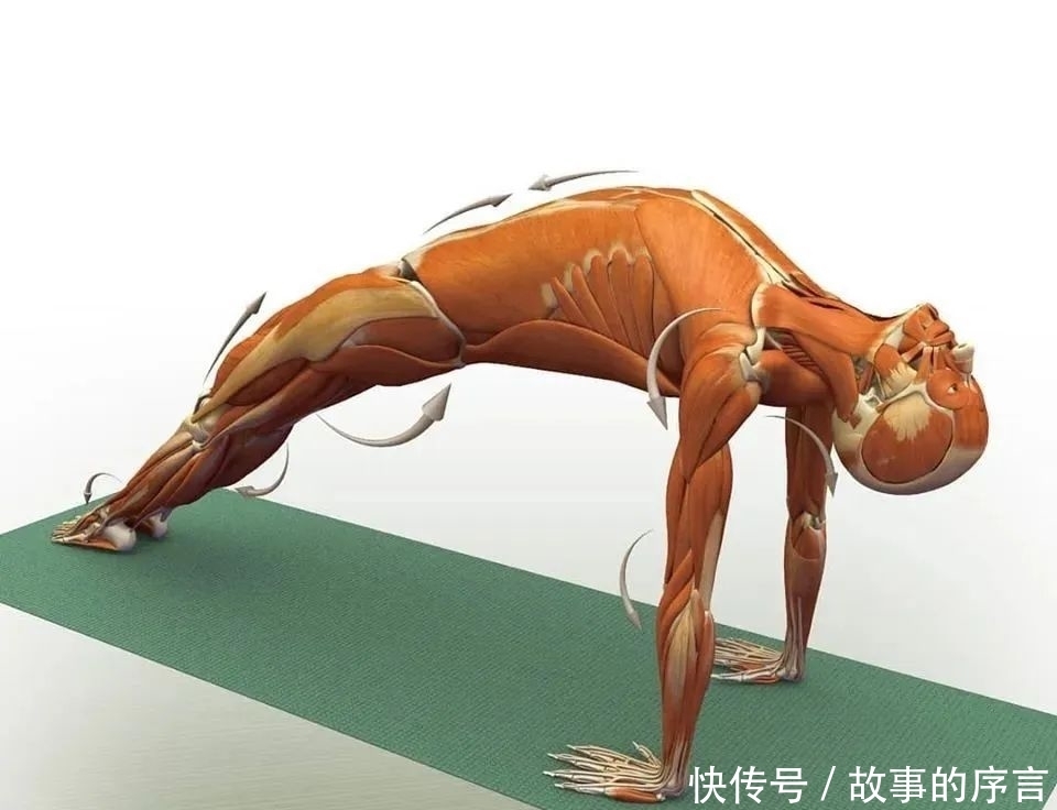  正位|28个常见瑜伽体式解剖图，正位、发力一目了然（收藏级！）