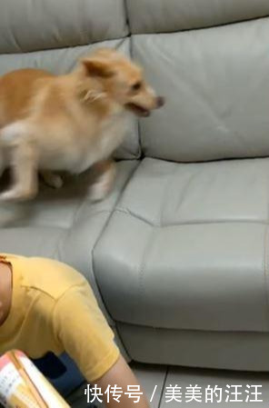 保护|妈妈假装拿起报纸要打人，狗狗立刻生气，试图用吠叫保护小主人