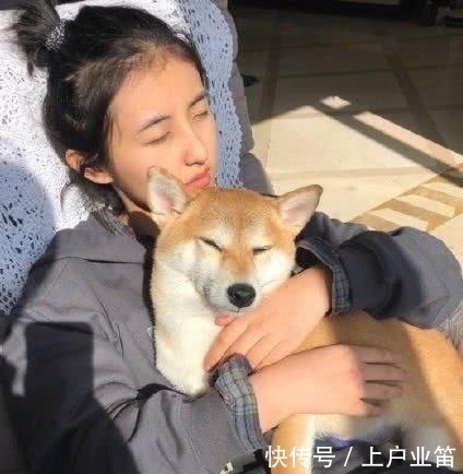 柴犬|柴犬小O在何炅卧室大便,沙溢只会嘴炮,张子枫神速捡屎获盛赞
