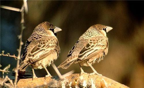 重量|世界上最大鸟巢:重量达一吨,拥有1000个鸟蛋,为何没人敢去掏?