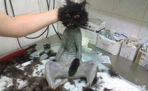 幽默|【幽默搞笑】：一张膜十元钱，我都帮你免费贴了，你还想哪样？”