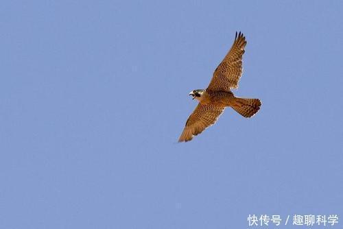 猛禽|猛禽中的最强战斗机,没有之一,俯冲时速达300千米超过飞机