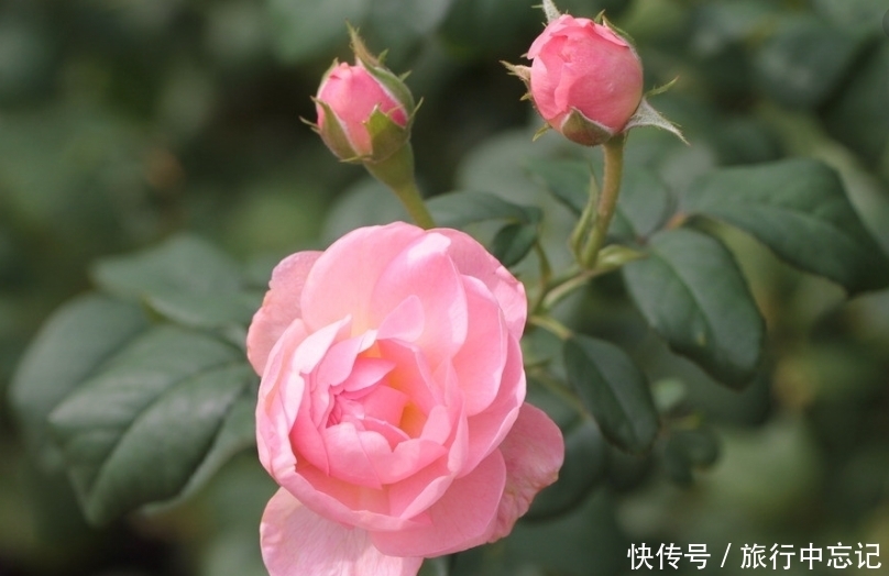 越过|算命先生：农历8月正财横财一起旺，人生越过越滋润的生肖！