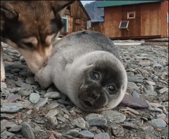 可爱|海豹宝宝闯进小村落,狗妈妈主动把它当孩子照顾!这组合太可爱了