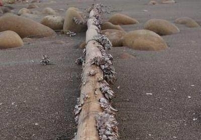 枯木|女子在海边发现一枯木,走近一看欣喜若狂!这海鲜1斤800元!