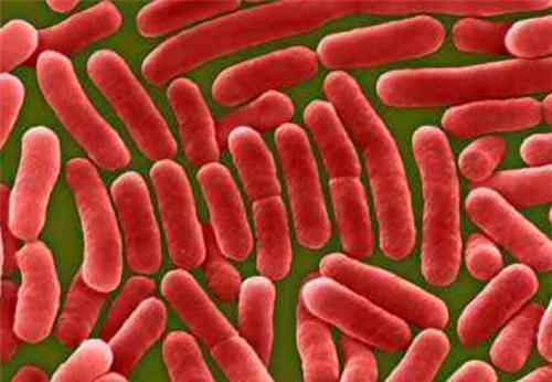 隔离|女子表面健康,但身体却携带致命病菌,传染52人,后被隔离到去世