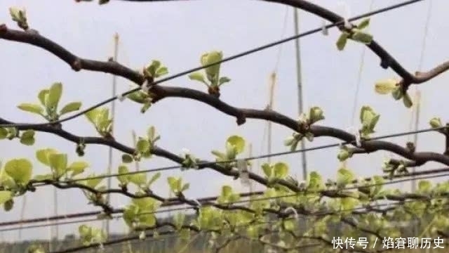 比例混合好|猕猴桃早春施肥,如何才能一步到位?