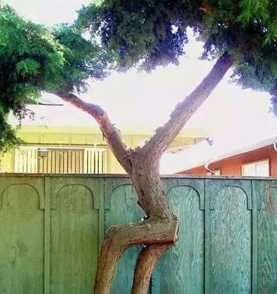 同事怀孕|爆笑段子:未婚妻把我拉进群,里面有老丈人、丈母娘、她和小姨子