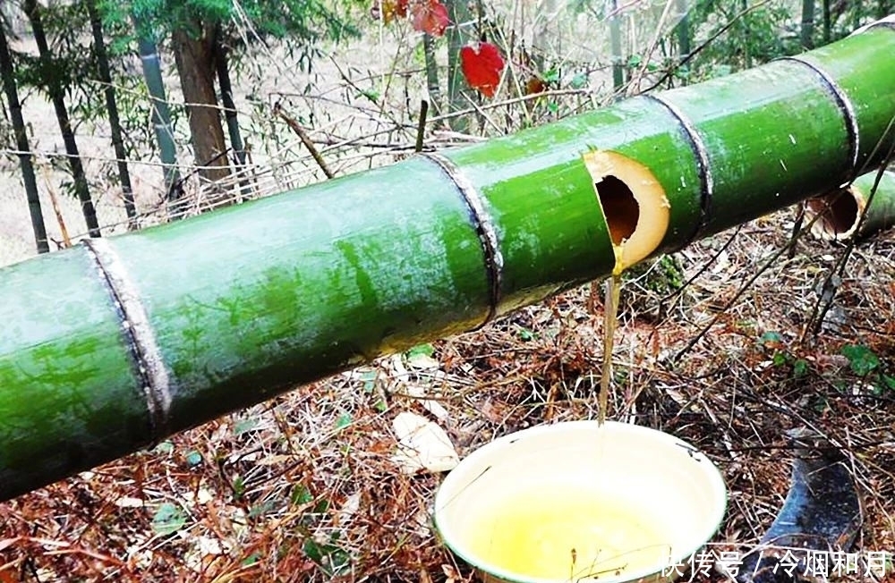 注入|白酒注入嫩竹养一年,曾火爆一时的“活竹酒”,为何销声匿迹了?