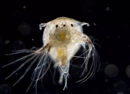  海洋中|大白鲨身上干干净净，为什么蓝鲸身上有很多附着物