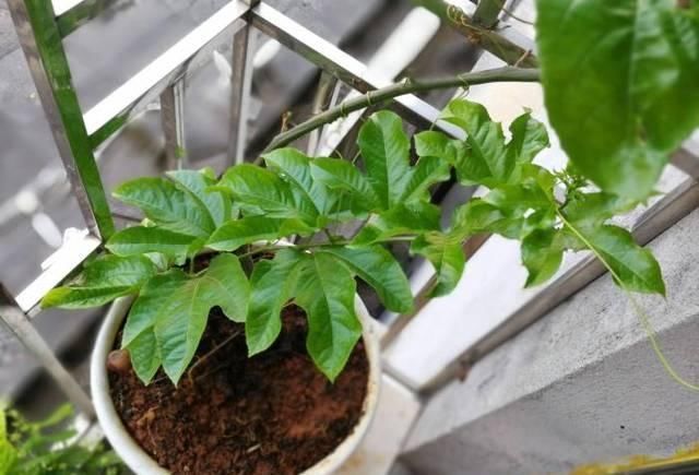 年结|别再买这种“天价”水果了,把果肉扔土里,来年结的果子吃不完