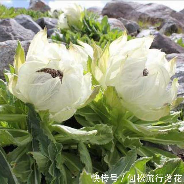  养颜|这果外形像红薯，果肉像萝卜，生吃不仅能降血糖，还能美容养颜