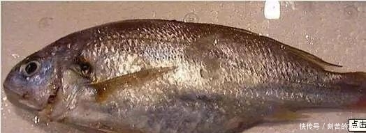  认出|海鲜大全, 你能认出多少