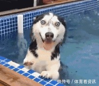 简直|2岁还没有立耳的德牧，这反差简直太萌了！