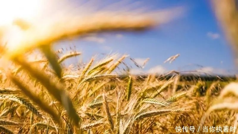 农业|“认养农业”和“订单农业”,可以梦想成真吗?