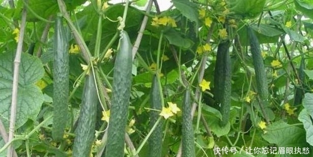 二氧化碳|黄瓜保护地种植,该如何增施“二氧化碳”?惠农为您解答