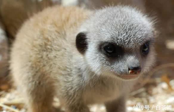  动物|4种可爱的野外动物，你知道几个