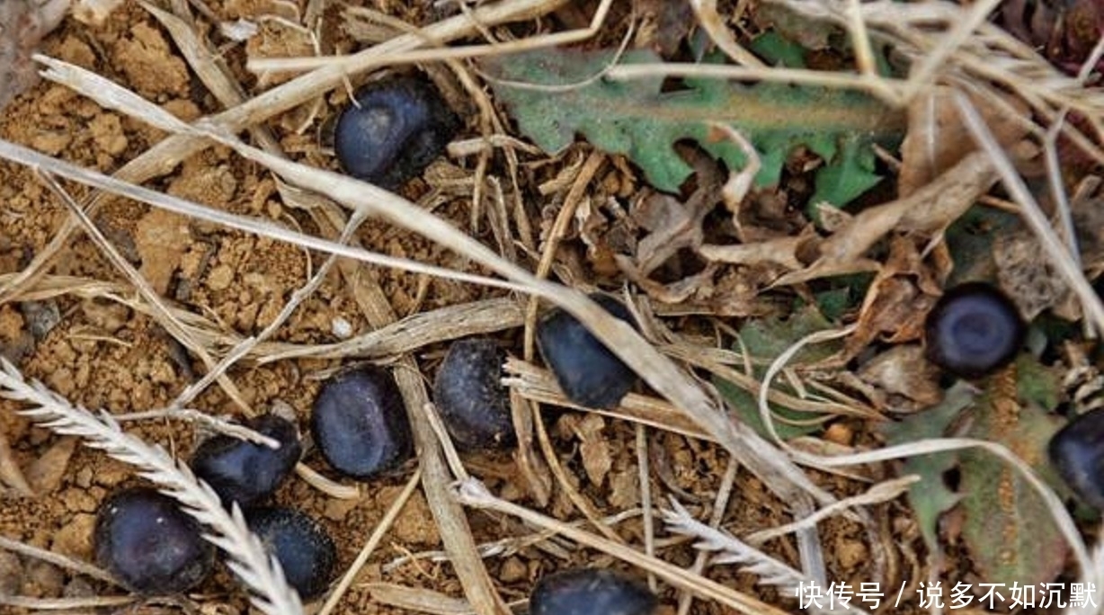 人类|地里的“羊屎坨坨”内含“液体黄金”,专家称是人类的理想食用品