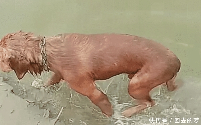 前去|公园散步时看到一只溺死水中的狗，当上前去查看，却发现事情并不简单