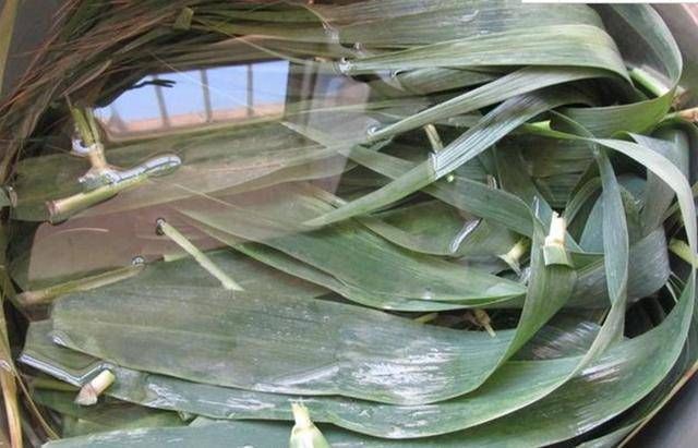  包出来都粽|包粽子，从不用水煮粽叶，1个小技巧粽子软糯清香更入味