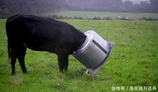  陷入|直击: 陷入各种“困境”的动物奇葩瞬间