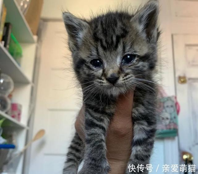  铲屎官|三只小猫吃不饱，只能组队偷盗，它们首次入室盗窃，收获还不少！