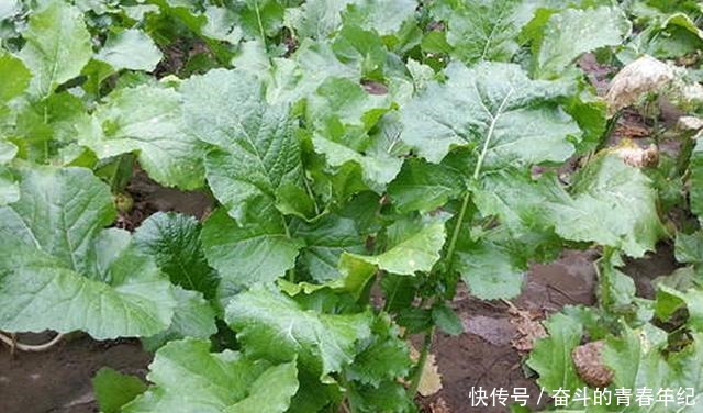 萝卜|常被误以为是萝卜的它,种植超2000年,成我国出口名菜