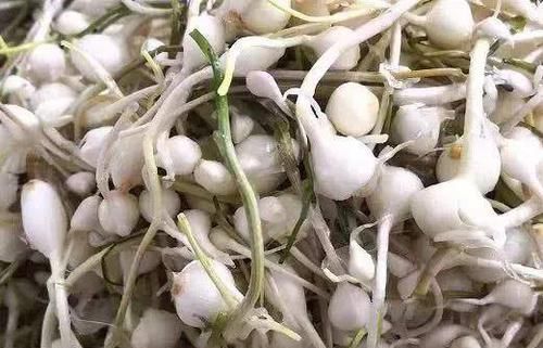 悄悄|这菜“清肠”特别好,口臭消失了,刮油减小腹,腰围悄悄变细了